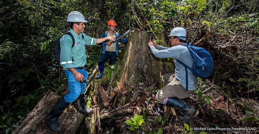 MiBosque, aplicativo que garantizará la legalidad en la cadena productiva de la madera y castaña