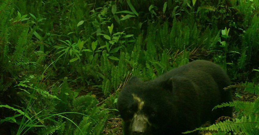 registran oso de anteojos en la Reserva Comunal el Sira