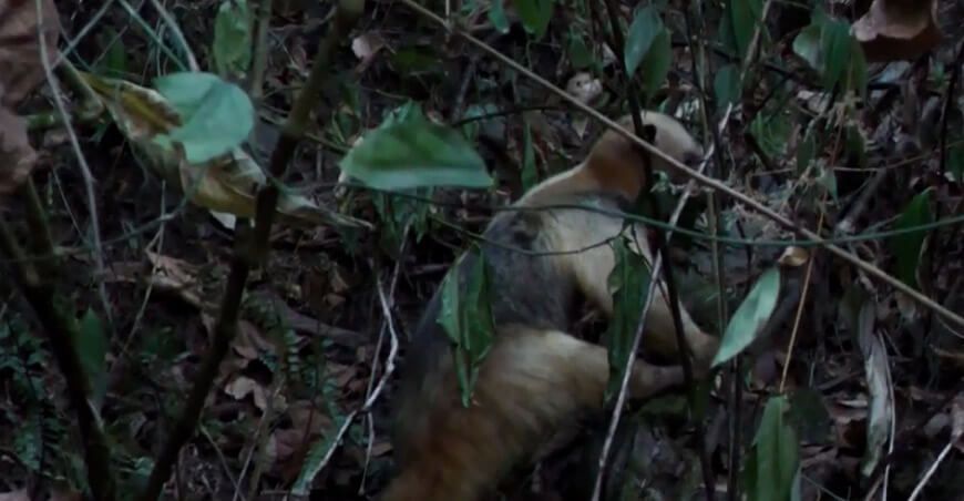 Cusco: Liberan a oso hormiguero que escapó de incendio forestal