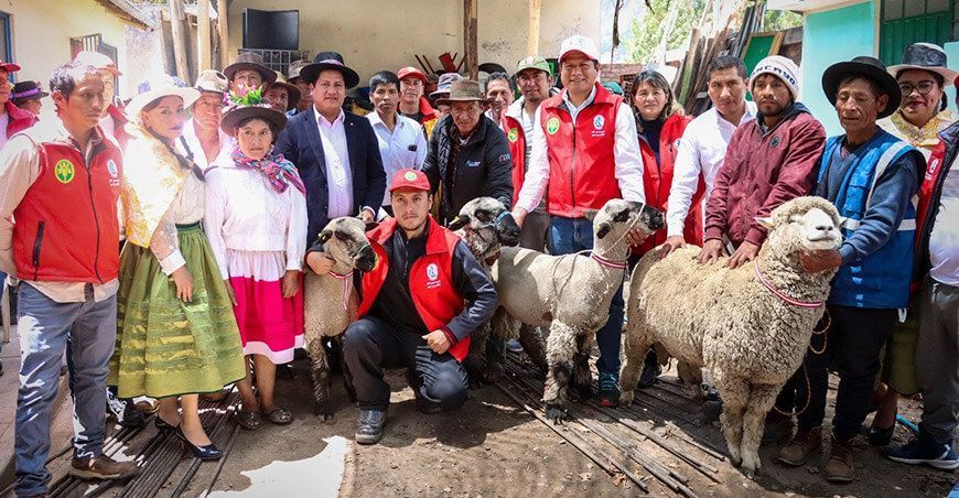 Entregan 81 reproductores ovinos Corriedale y Hampshire Down a productores de Ayacucho Perú