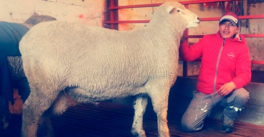 Ganadería “Pacocha”, ejemplo a seguir en la crianza de ovinos “Corriedale”