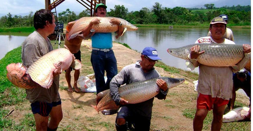 aprovechamiento sostenible del paiche