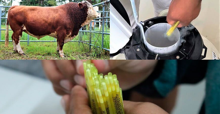 producción de pajillas de semen bovino con alta calidad genética Perú