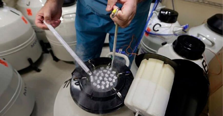 pajillas de semen bovino congelado