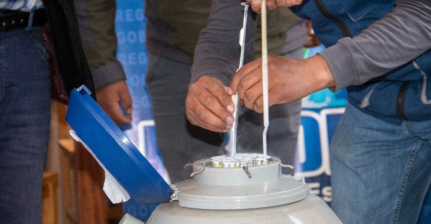 pajillas de semen de ganado vacuno Puno