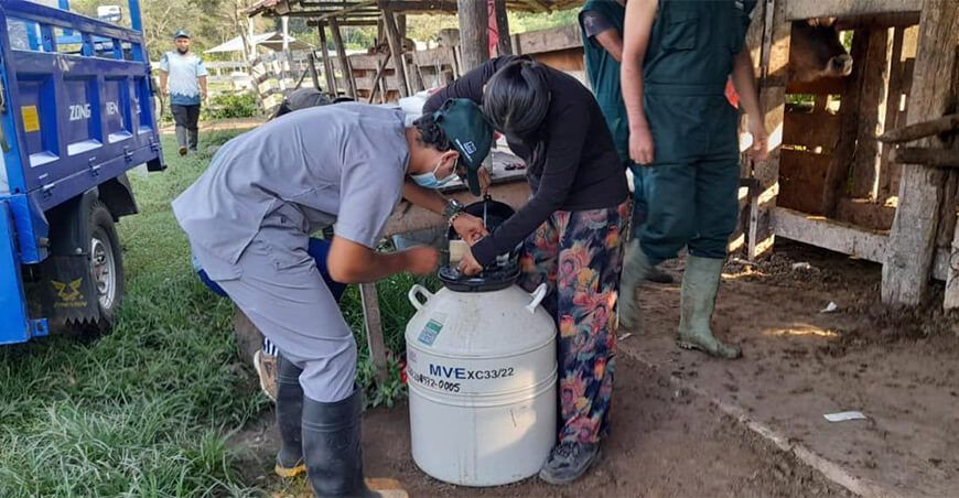 INIA pajillas de semen ganado bovino
