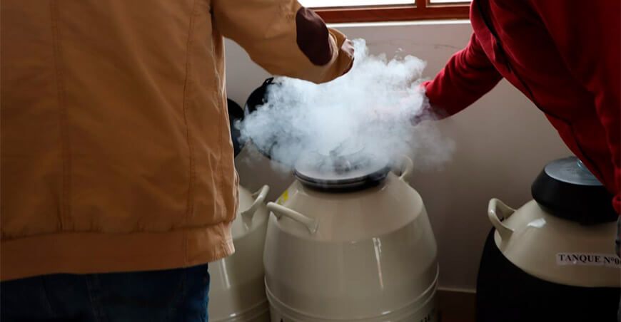 Cajamarca: implementan postas de inseminación con modernos equipos y pajillas de semen