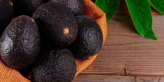 exportación palta Hass Perú