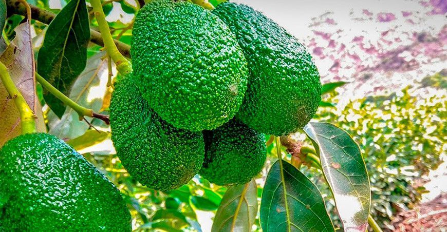 Huancavelica: Instalan vivero para producir 10 mil plantones de palto