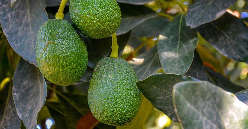 producción de cultivo palta Hass Perú