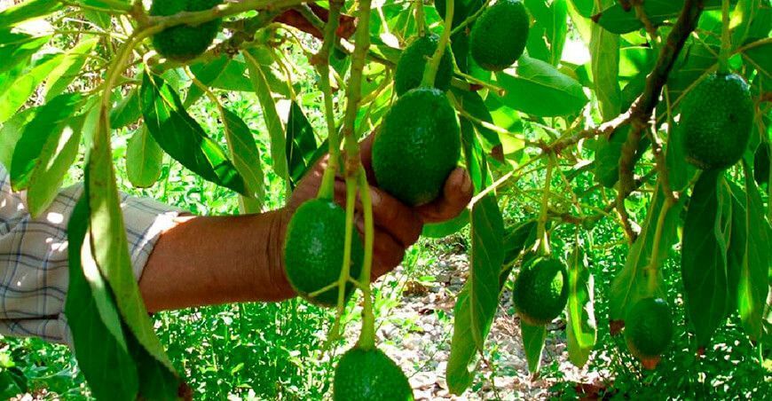 Brindan asistencia técnica a 220 familias productoras de palto