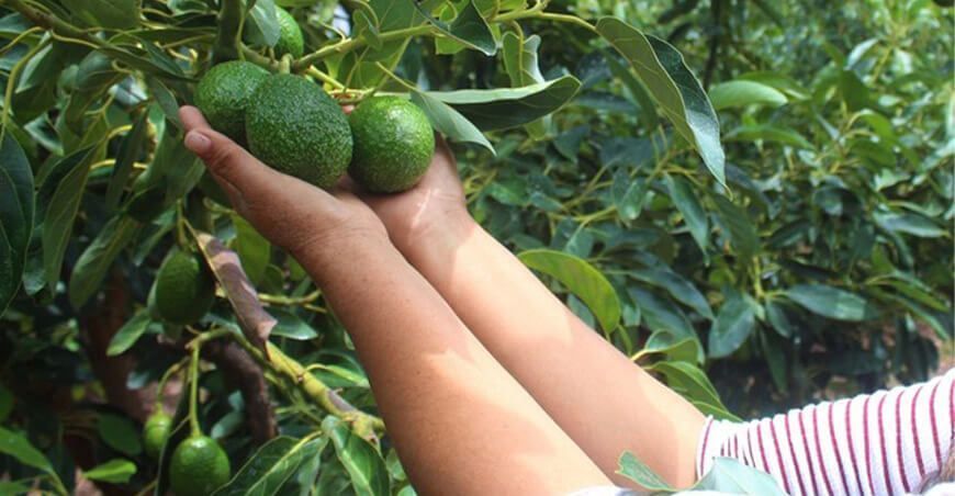 transfieren medio millón de soles para mejorar producción de palta
