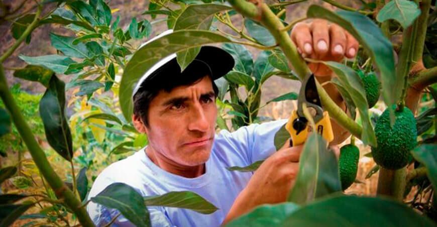 Ayacucho: Instalaron más de 66 mil plantones de palto en Pucacolpa