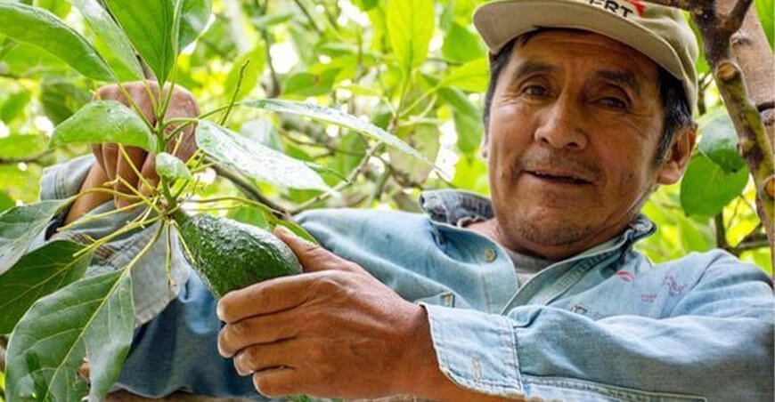Productor de palta Huancavelica