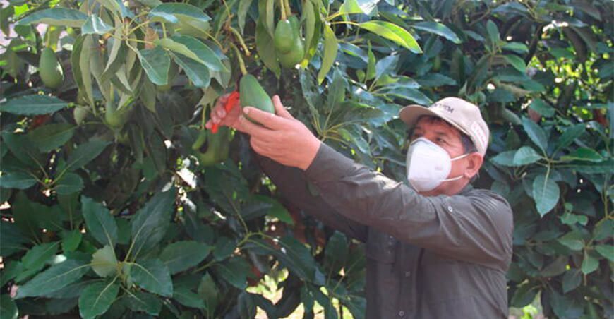 inician capacitación y asistencia técnica a productores de palta