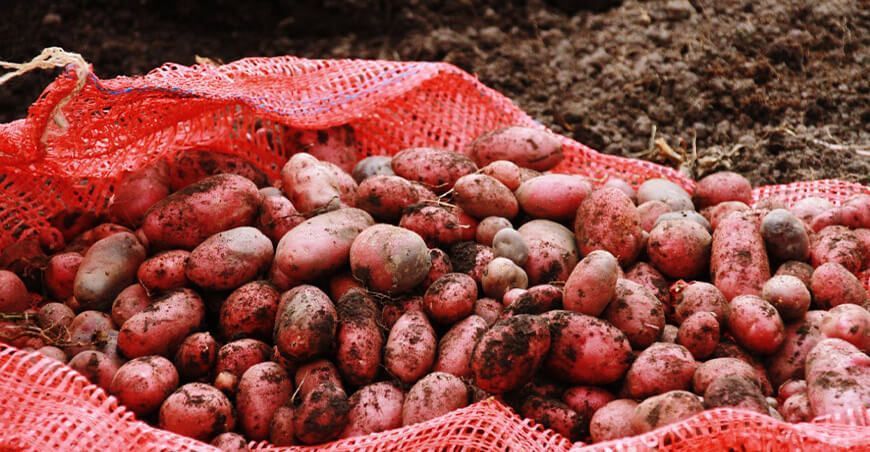 producción de papa rosada Perú