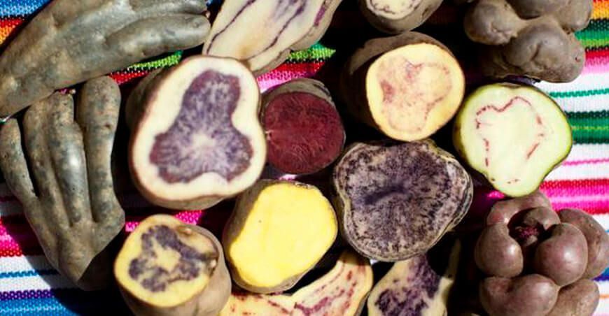 papas nativas Perú