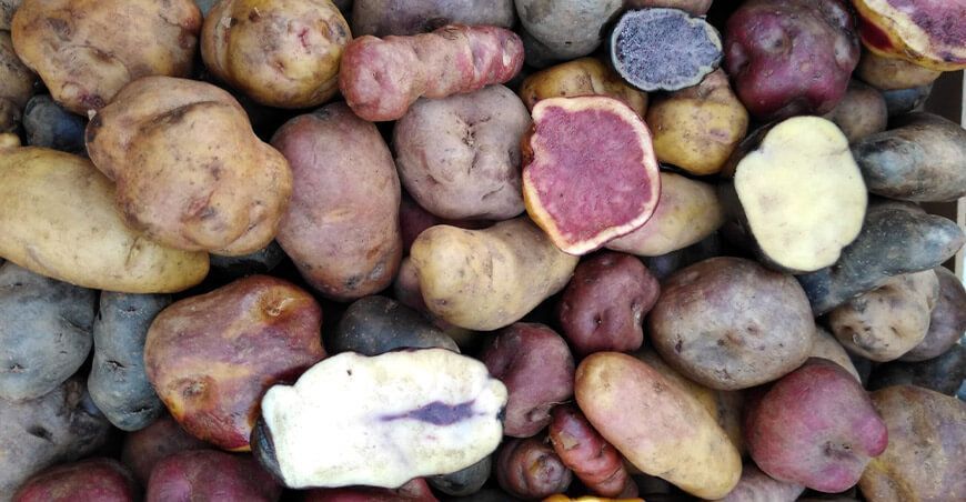 papas nativas Perú