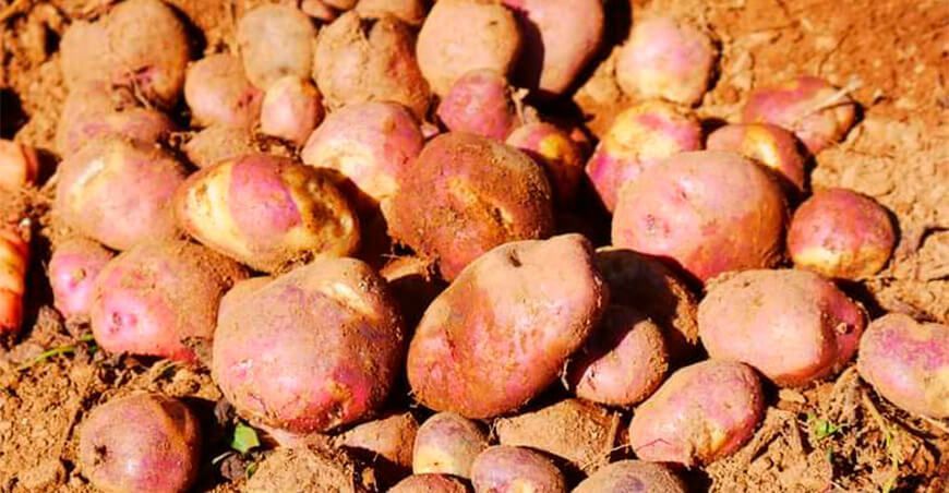 papas nativas Perú