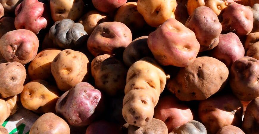 producción se semillas de papas nativas