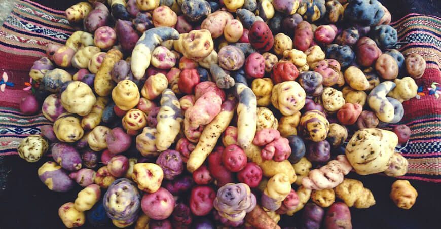 papas nativas Perú