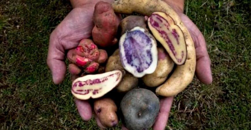 papas nativas Perú