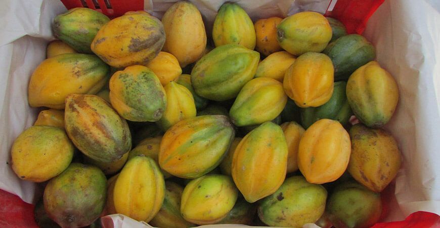 papayita andina Perú