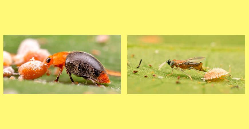 Se trata del parasitoide Anagyrus vladimiri y el predador Cryptolaemus montrouzieri