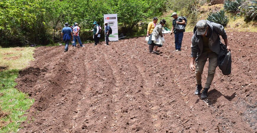 instalan parcela demostrativa de maíz amiláceo INIA Ayacucho