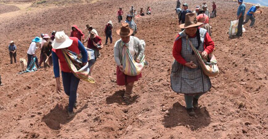Instalan parcela de cultivo demostrativa de la variedad de papa INIA 327 Puka Cusco Perú
