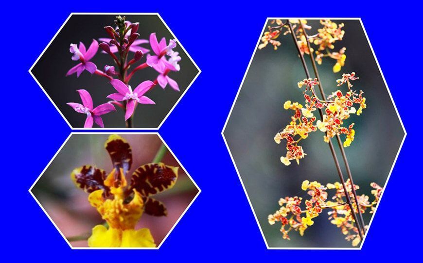 Registran especies amenazadas de orquídeas en Pariahuanca