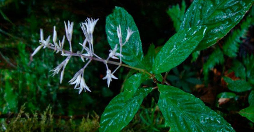 científicos descubren nuevas especies de planta en el Parque Nacional Otishi