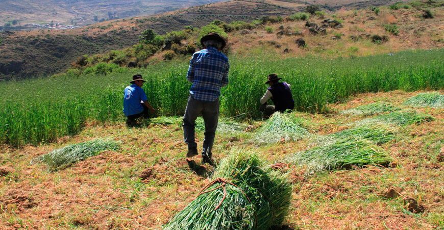Pastos cultivados Perú