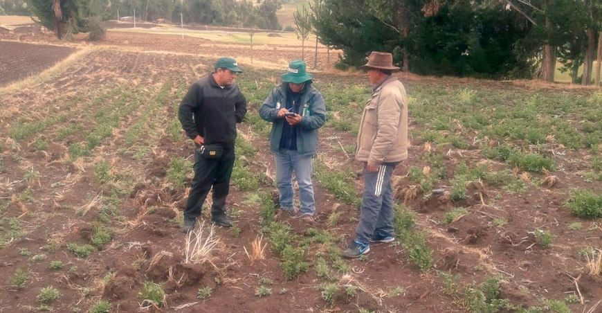 Agro Rural: se instalará 4,320 hectáreas de pastos cultivados en Ayacucho