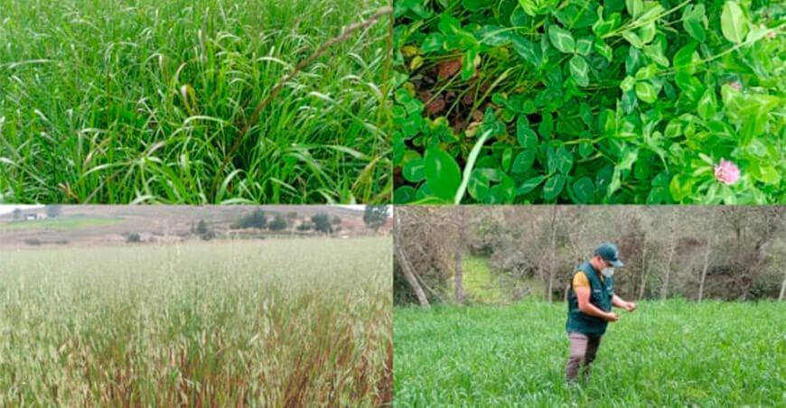 INIA organiza curso virtual sobre producción de pastos y forrajes