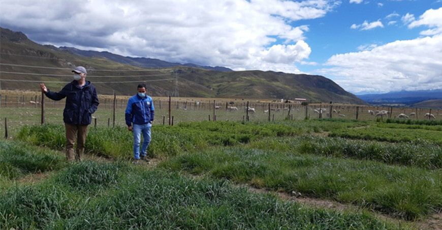 Pastos tolerantes a las heladas en Ancash