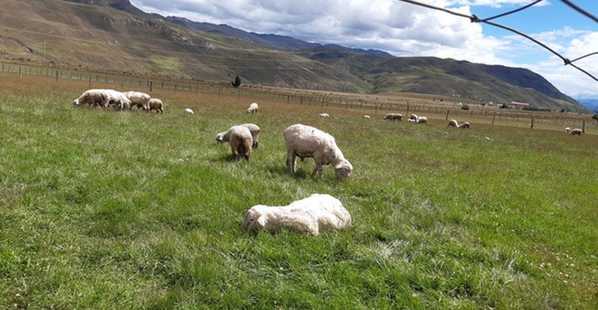 Pastos nativos tolerantes a las heladas en Ancash