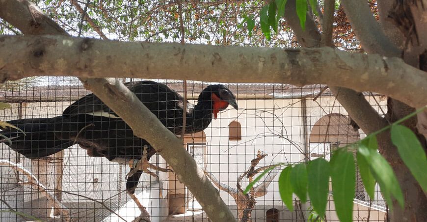 Pava aliblanca Serfor