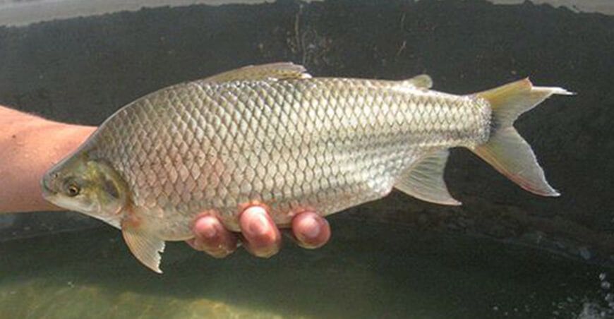 Peces Amazónicos