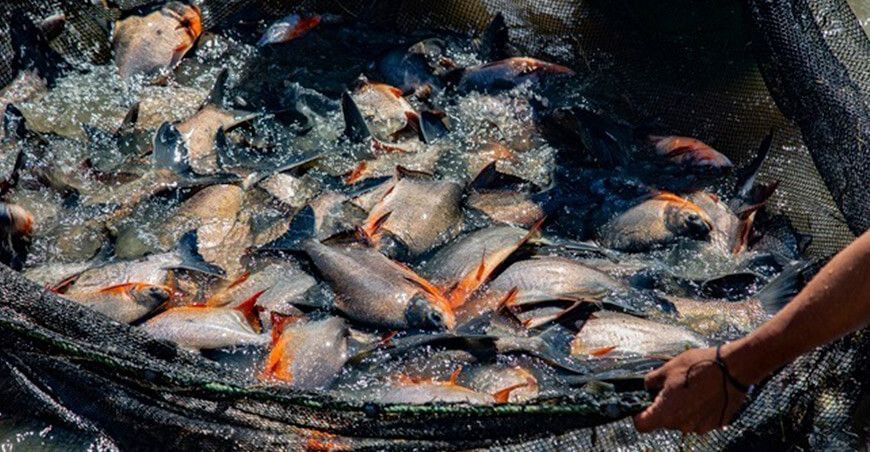 Impulsarán crianza de peces amazónicos en Llaylla