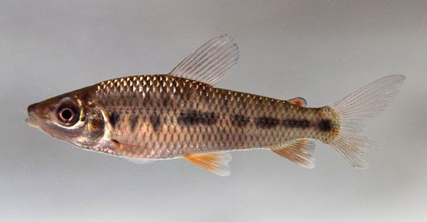 Identifican diversidad oculta de peces en la Amazonía peruana