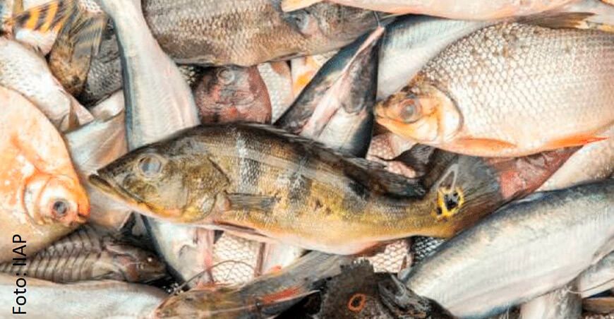 El negocio de peces ornamentales en la Amazonía peruana