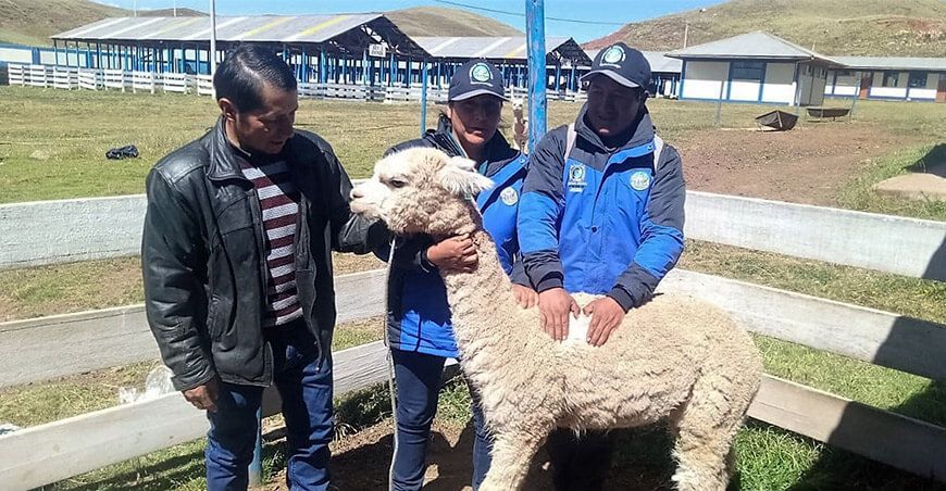 mejora genética de alpacas en Macarí