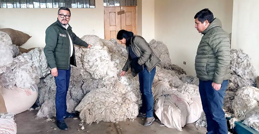 acopio de fibra de alpaca Perú