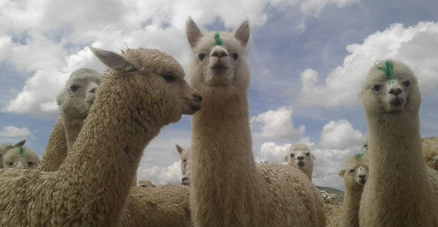 alpacas camélidos sudamericanos 