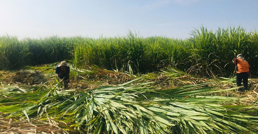 productores de caña de azúcar Ancash