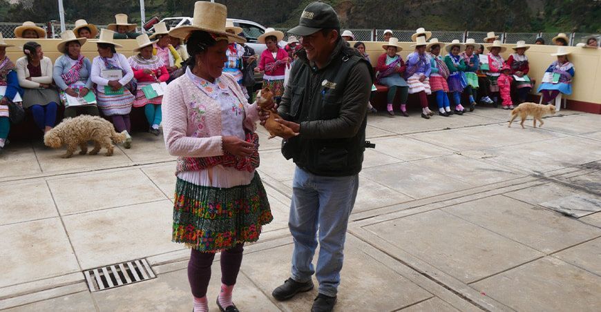 Capacitan a mujeres de Pamparomás en la crianza de cuyes