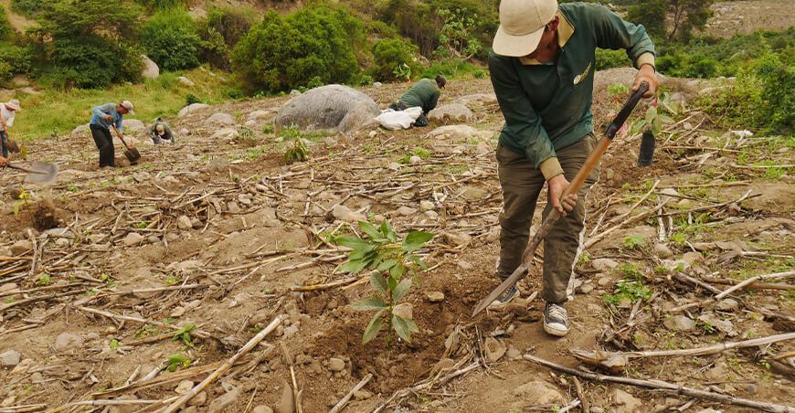promueven el uso de compost en cultivos de mango y palta en el valle de Nepeña