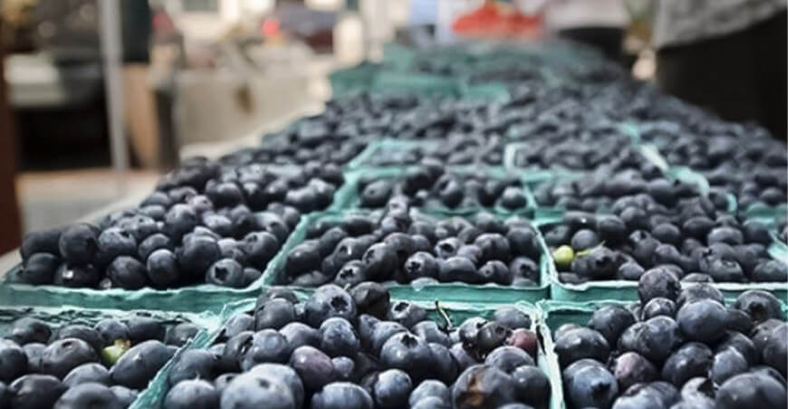 producción de arándanos en el Perú 