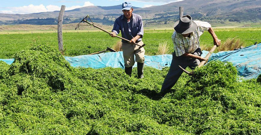 ensilado de alfalfa en Puyusca